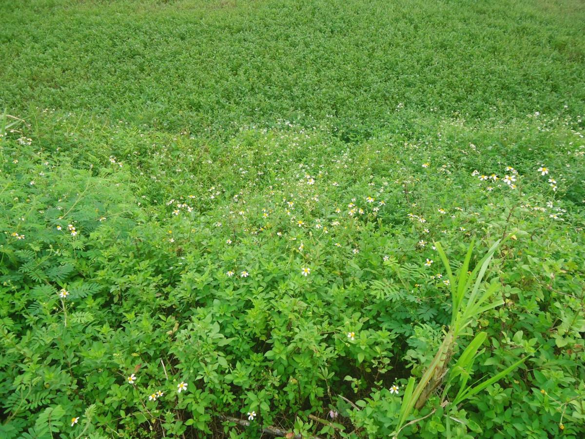 Green Space Homestay Ninh Bình Exteriör bild